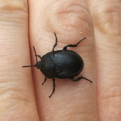 Ablattaria laevigata