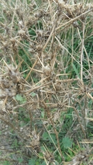 Centaurea calcitrapa