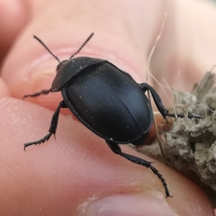 Ablattaria laevigata