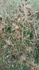 Centaurea calcitrapa