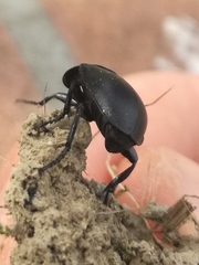 Ablattaria laevigata