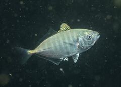 Pseudocaranx georgianus