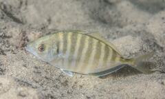 Pseudocaranx georgianus