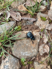 Timarcha tenebricosa