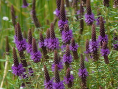 Pogostemon deccanensis