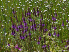 Pogostemon deccanensis