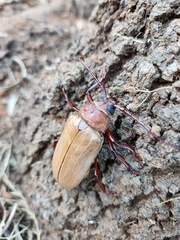 Agrianome spinicollis