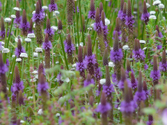 Pogostemon deccanensis