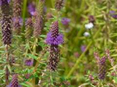 Pogostemon deccanensis