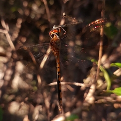 Hemicordulia continentalis