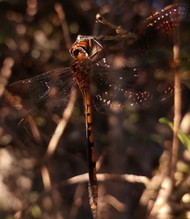 Hemicordulia continentalis