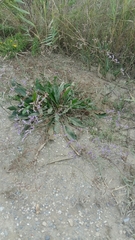 Limonium vulgare