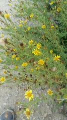 Limbarda crithmoides