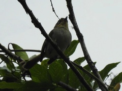 Phylloscartes sylviolus