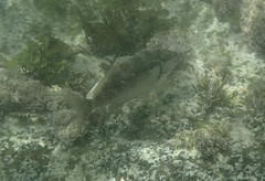 Chirodactylus brachydactylus