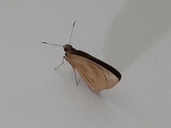 Erionota torus