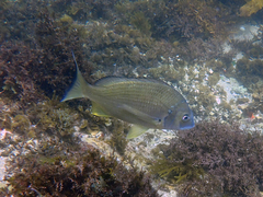 Acanthopagrus australis