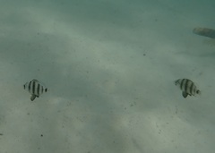 Diplodus