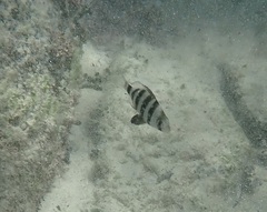 Diplodus