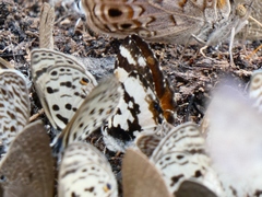 Uranothauma falkensteinii