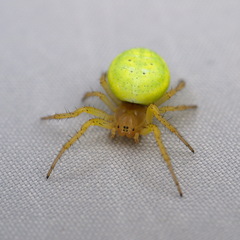 Araniella cucurbitina