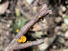 Dicephalospora rufocornea