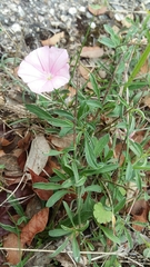 Convolvulus cantabrica