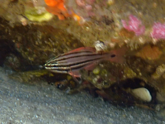 Ostorhinchus limenus