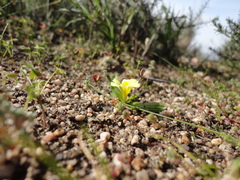 Moraea galaxia