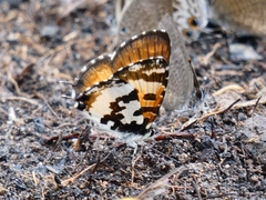 Uranothauma falkensteinii