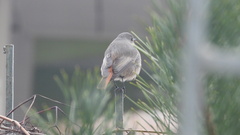 Phoenicurus ochruros