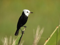 Arundinicola leucocephala