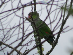 Amazona vinacea