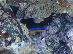 Chrysiptera brownriggii