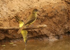 Chlorocichla flaviventris flaviventris