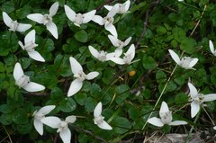Codonorchis lessonii