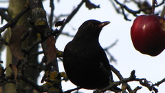 Turdus merula