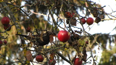 Turdus merula