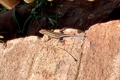 Trachylepis margaritifera