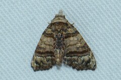 Chlumetia transversa