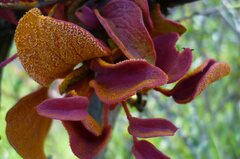 Puccinia magellanica