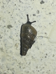 Cochlicella
