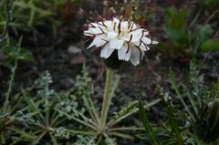 Hypochaeris incana
