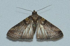 Lophoptera