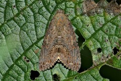 Odontodes aleuca