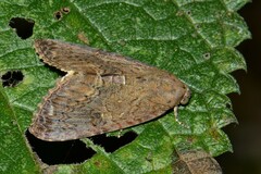 Odontodes aleuca