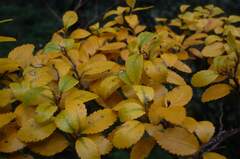 Nothofagus betuloides