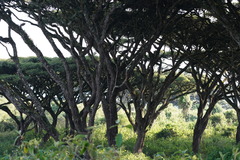 Euphorbia candelabrum