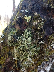 Cladonia polydactyla