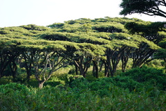 Vachellia tortilis